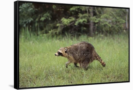 Raccoon-DLILLC-Framed Stretched Canvas