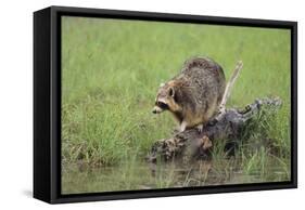 Raccoon-DLILLC-Framed Stretched Canvas