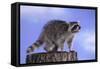 Raccoon-DLILLC-Framed Stretched Canvas