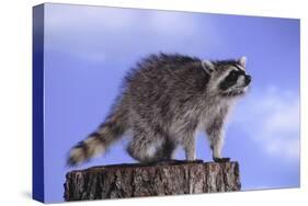 Raccoon-DLILLC-Stretched Canvas