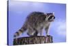 Raccoon-DLILLC-Stretched Canvas