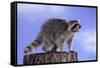 Raccoon-DLILLC-Framed Stretched Canvas