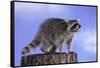 Raccoon-DLILLC-Framed Stretched Canvas