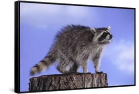 Raccoon-DLILLC-Framed Stretched Canvas