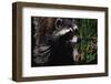 Raccoon-W. Perry Conway-Framed Premium Photographic Print