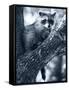 Raccoon-Gordon Semmens-Framed Stretched Canvas
