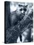 Raccoon-Gordon Semmens-Stretched Canvas