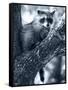 Raccoon-Gordon Semmens-Framed Stretched Canvas