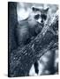 Raccoon-Gordon Semmens-Stretched Canvas