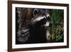 Raccoon-W. Perry Conway-Framed Photographic Print