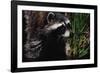 Raccoon-W. Perry Conway-Framed Photographic Print