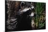 Raccoon-W. Perry Conway-Mounted Photographic Print