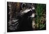 Raccoon-W. Perry Conway-Framed Photographic Print