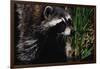 Raccoon-W. Perry Conway-Framed Photographic Print