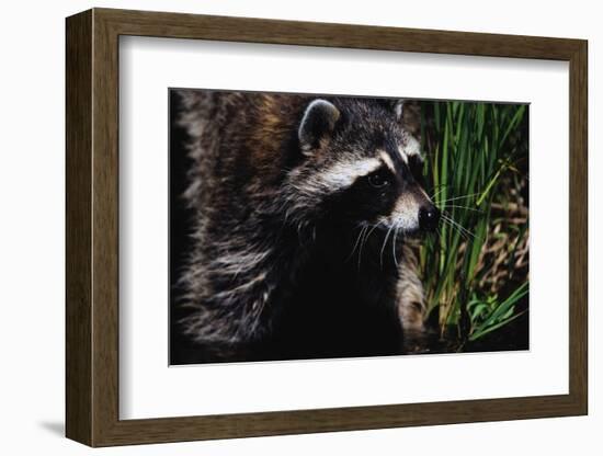 Raccoon-W. Perry Conway-Framed Photographic Print