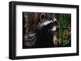 Raccoon-W. Perry Conway-Framed Photographic Print