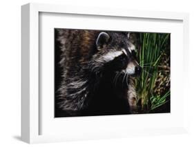 Raccoon-W. Perry Conway-Framed Photographic Print