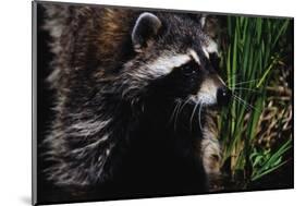 Raccoon-W. Perry Conway-Mounted Photographic Print