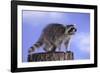 Raccoon-DLILLC-Framed Photographic Print