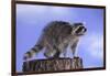 Raccoon-DLILLC-Framed Photographic Print