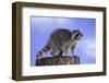 Raccoon-DLILLC-Framed Photographic Print