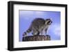 Raccoon-DLILLC-Framed Photographic Print