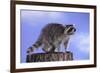 Raccoon-DLILLC-Framed Photographic Print