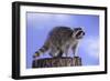 Raccoon-DLILLC-Framed Photographic Print