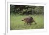 Raccoon-DLILLC-Framed Photographic Print