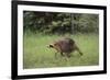 Raccoon-DLILLC-Framed Photographic Print