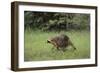 Raccoon-DLILLC-Framed Photographic Print