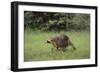 Raccoon-DLILLC-Framed Photographic Print