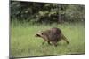 Raccoon-DLILLC-Mounted Photographic Print