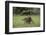 Raccoon-DLILLC-Framed Photographic Print