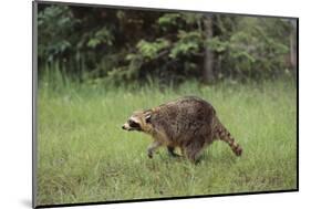 Raccoon-DLILLC-Mounted Photographic Print