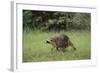 Raccoon-DLILLC-Framed Photographic Print