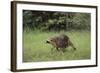 Raccoon-DLILLC-Framed Photographic Print