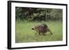 Raccoon-DLILLC-Framed Photographic Print