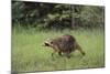 Raccoon-DLILLC-Mounted Photographic Print