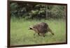 Raccoon-DLILLC-Framed Photographic Print