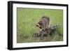 Raccoon-DLILLC-Framed Photographic Print