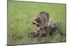 Raccoon-DLILLC-Mounted Photographic Print