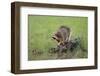 Raccoon-DLILLC-Framed Photographic Print