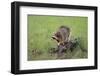 Raccoon-DLILLC-Framed Photographic Print