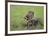 Raccoon-DLILLC-Framed Photographic Print