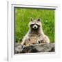 Raccoon-null-Framed Photographic Print