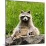 Raccoon-null-Mounted Photographic Print