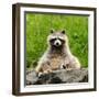 Raccoon-null-Framed Photographic Print