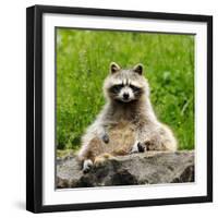 Raccoon-null-Framed Photographic Print