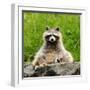 Raccoon-null-Framed Photographic Print